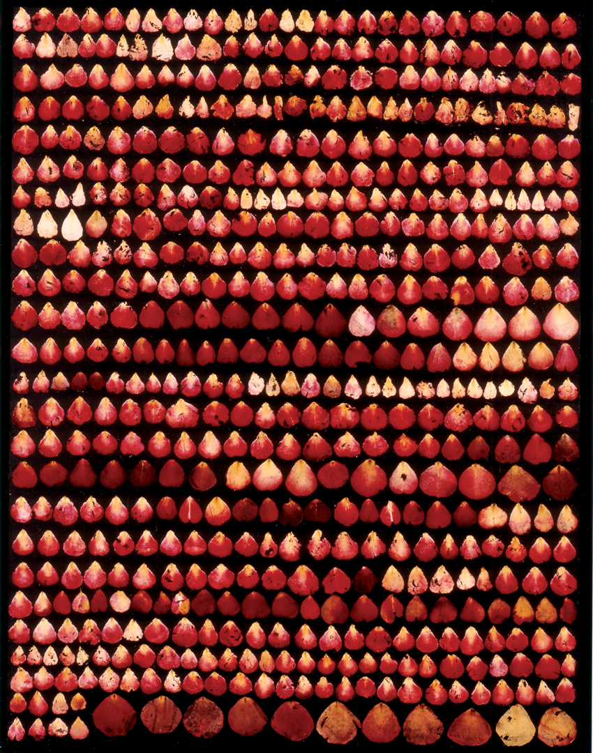 Rosen-1993-6
