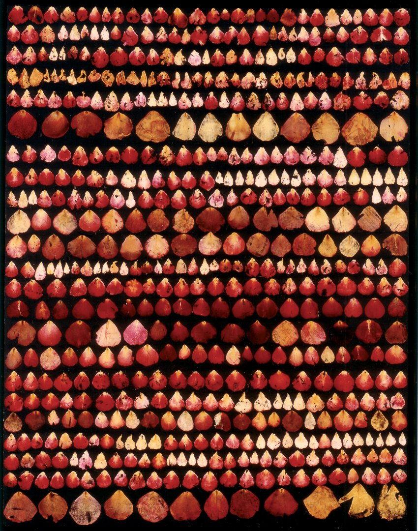Rosen-1993-8