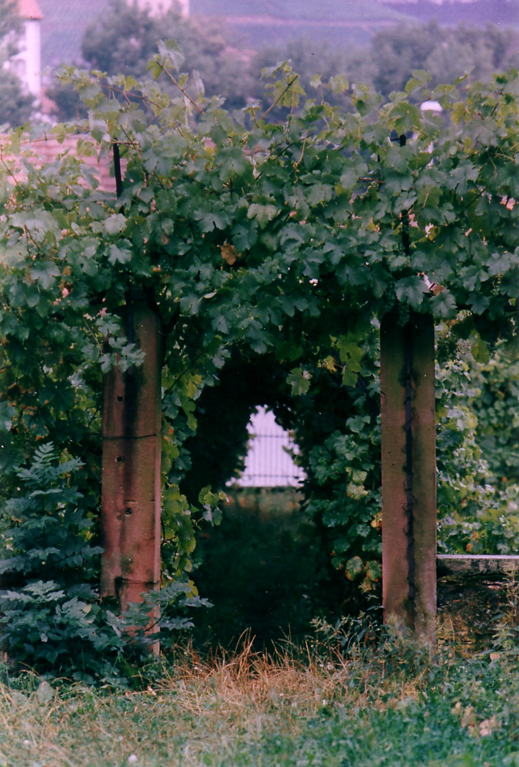 Wein-1993-1